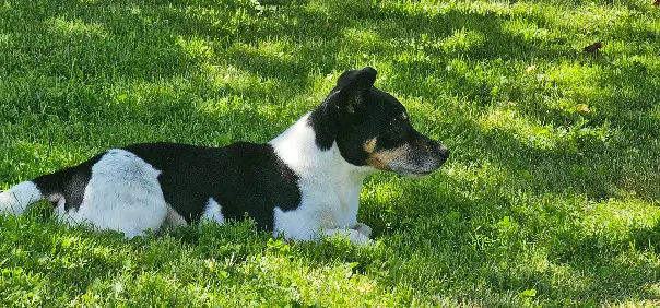 Chien Perdu 24 Dordogne