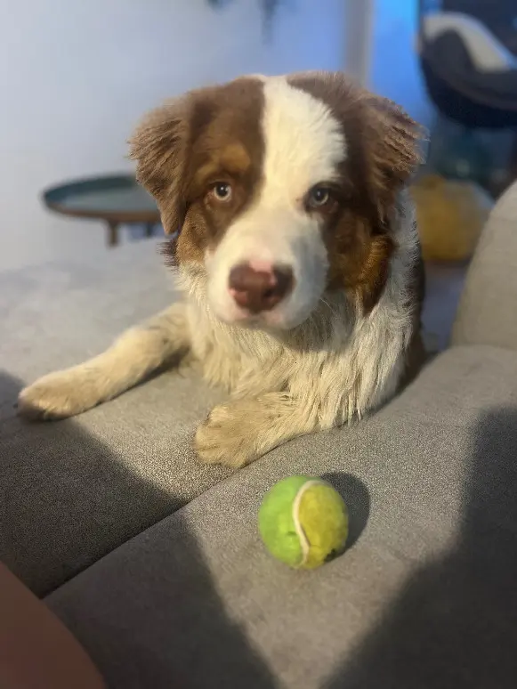 Chien Perdu 25 Doubs