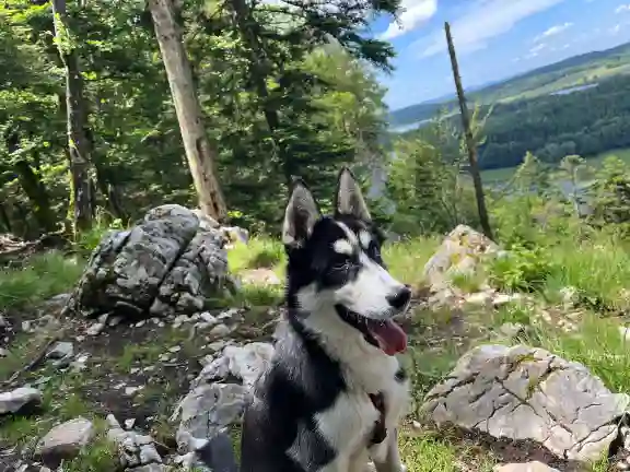 Chien Perdu 25 Doubs Besançon - Vico