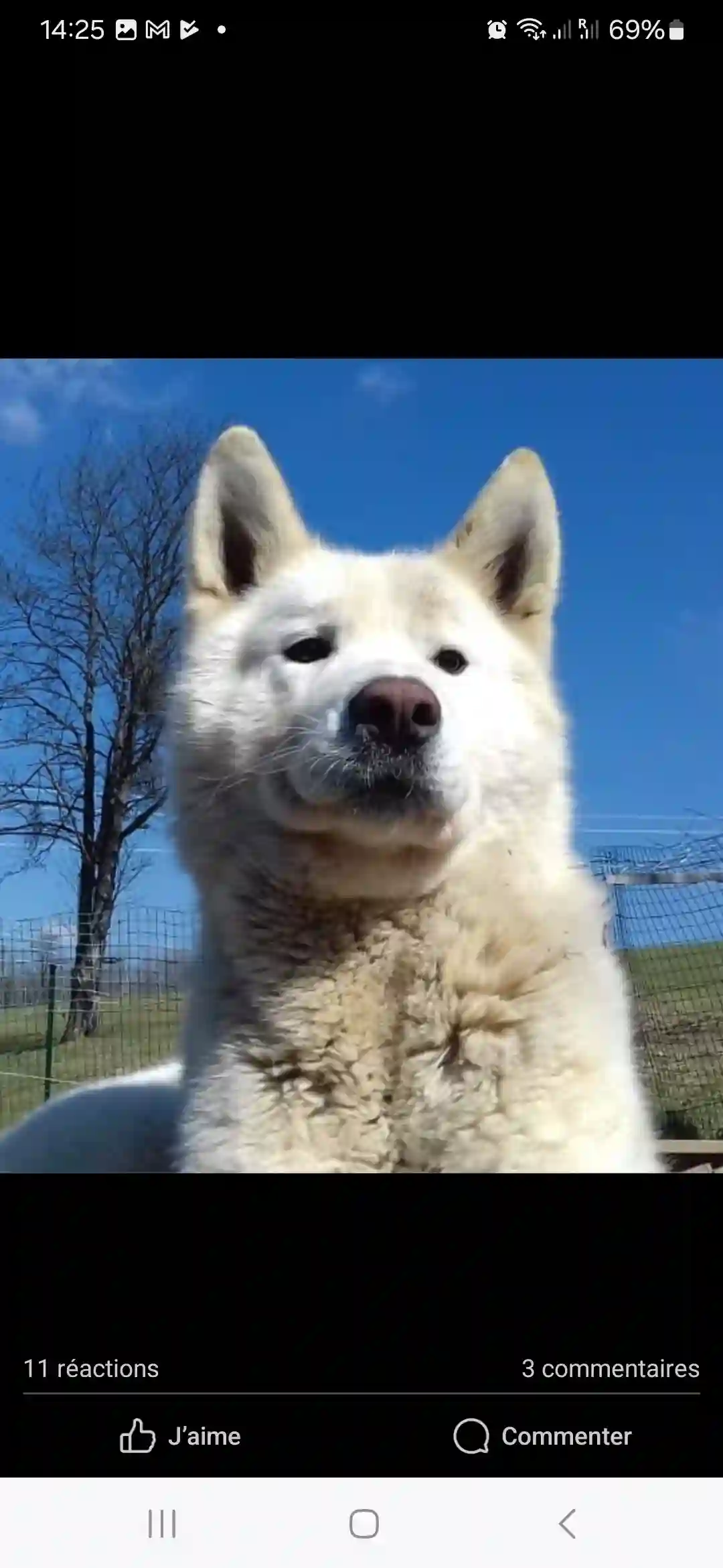 Chien Perdu 25 Doubs - Max