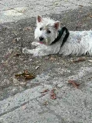 Chien Perdu 26 Drôme - Gio