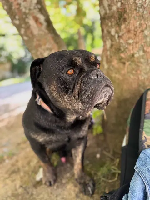 chien lost   26300 Bourg-de-Péage Noss