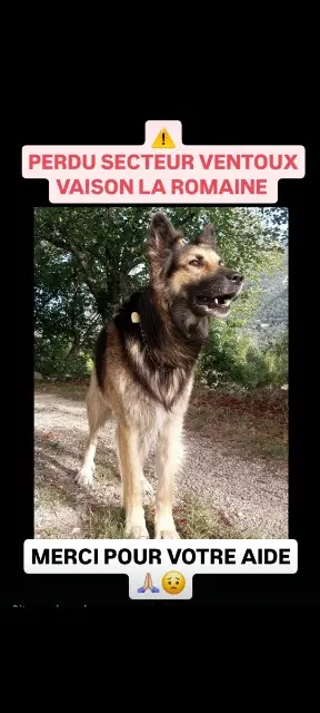 chien lost   26170 Mollans-sur-Ouvèze Sultan