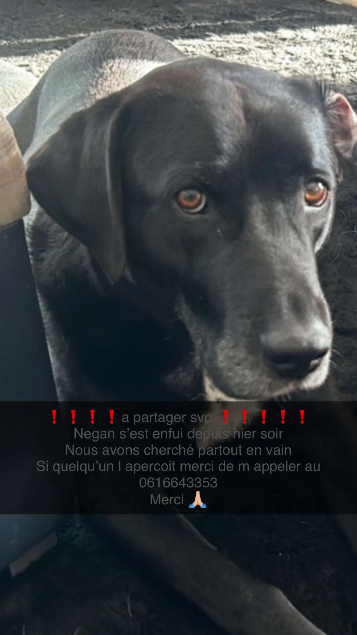 Chien Perdu 27 Eure