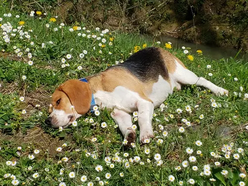 Chien Perdu 29 Finistère