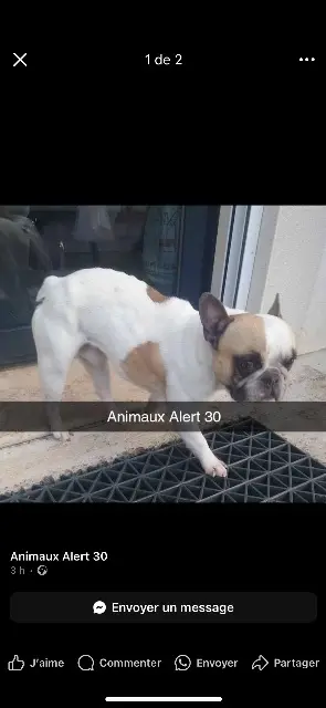 chien lost   30700 Saint-Quentin-la-Poterie Maui