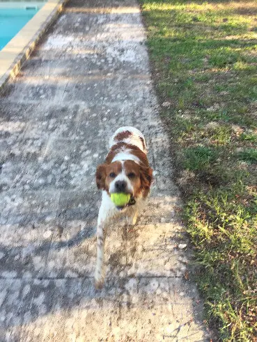 Chien Perdu 30 Gard Nîmes - Iguan