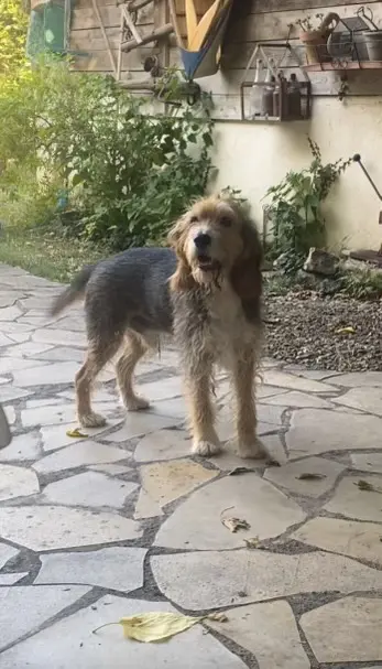 Chien Perdu 30 Gard Nîmes - Jack