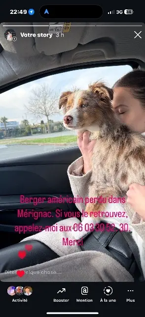 chien lost   33700 Mérignac Romeo