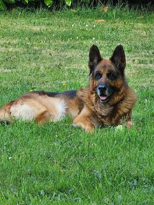 Chien Perdu 35 Ille-et-Vilaine - Iton