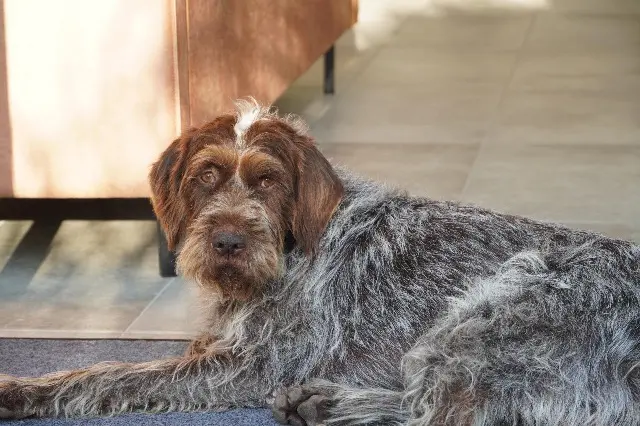 dog lost   35590 Saint-Gilles Junior