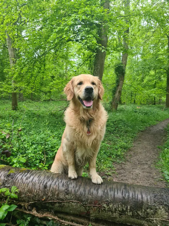 Chien Perdu 36 Indre - Tengo