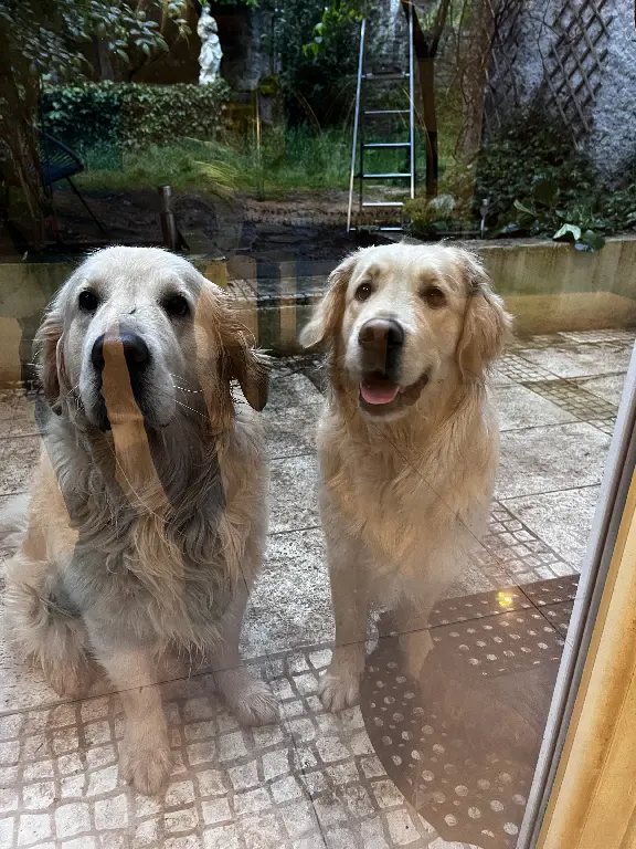 Chien Perdu 38 Isère - Nash