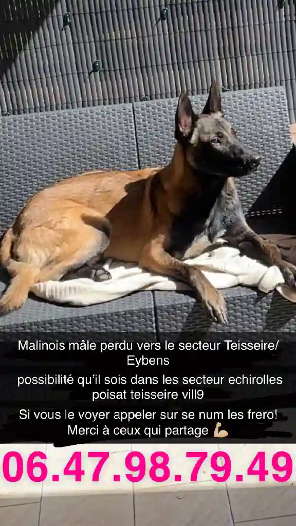 Chien Perdu 38 Isère - Thayson