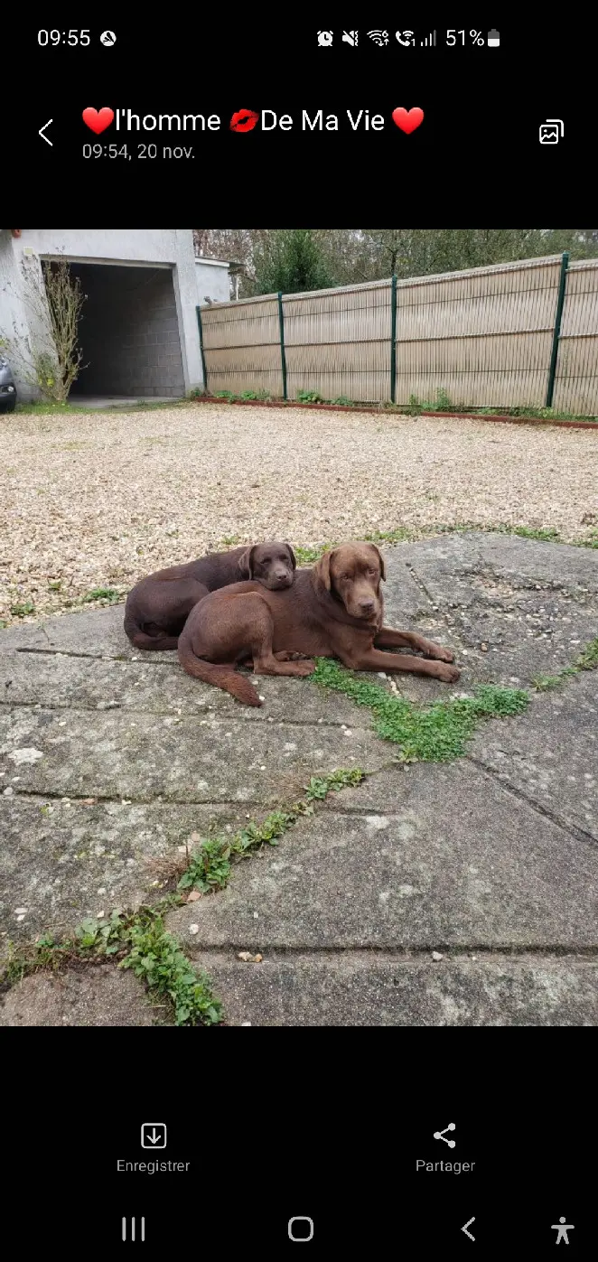 Chien Perdu 41 Loir-et-Cher