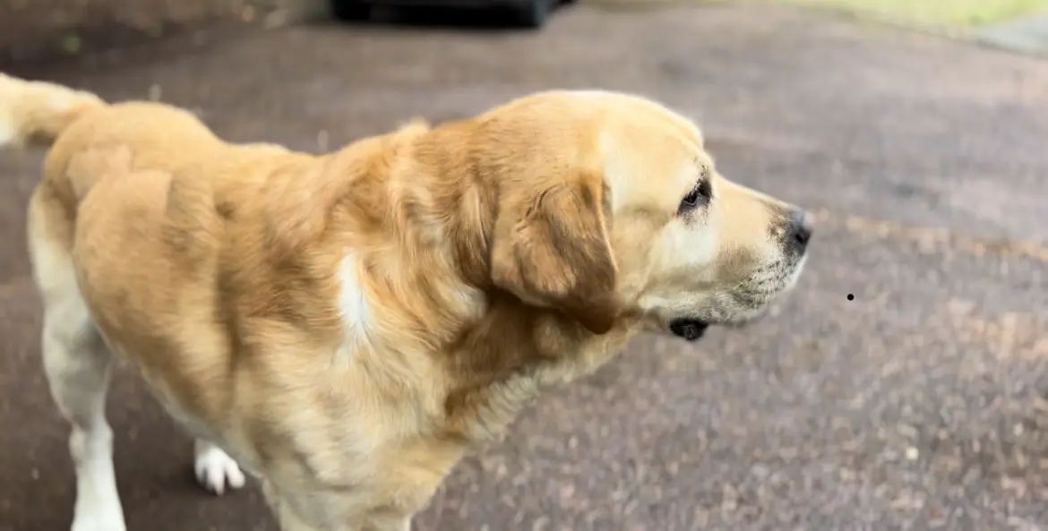 Chien Perdu 41 Loir-et-Cher Valencisse