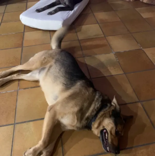 dog lost   47160 Ambrus Korlof