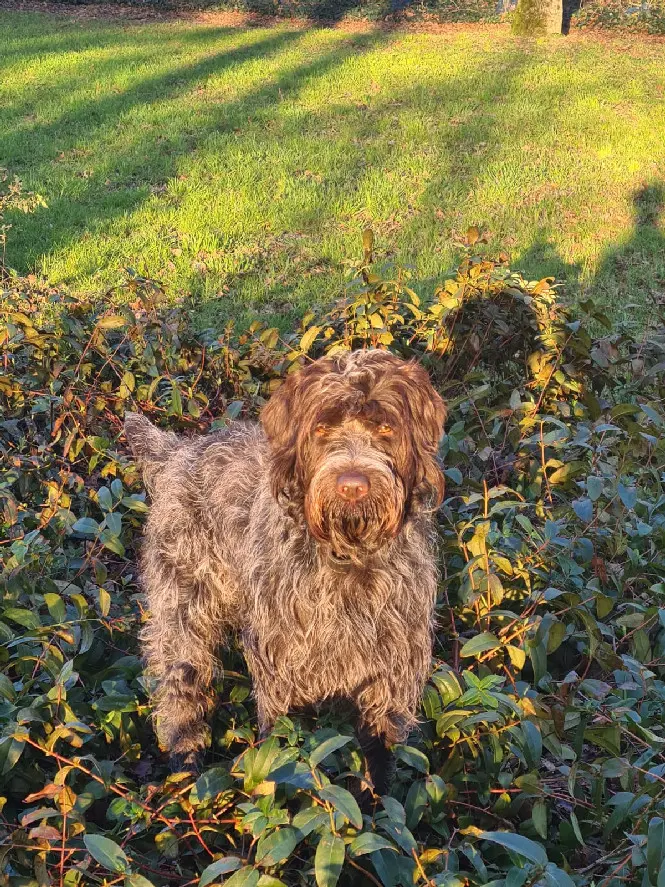 Chien Perdu 53 Mayenne - Rex