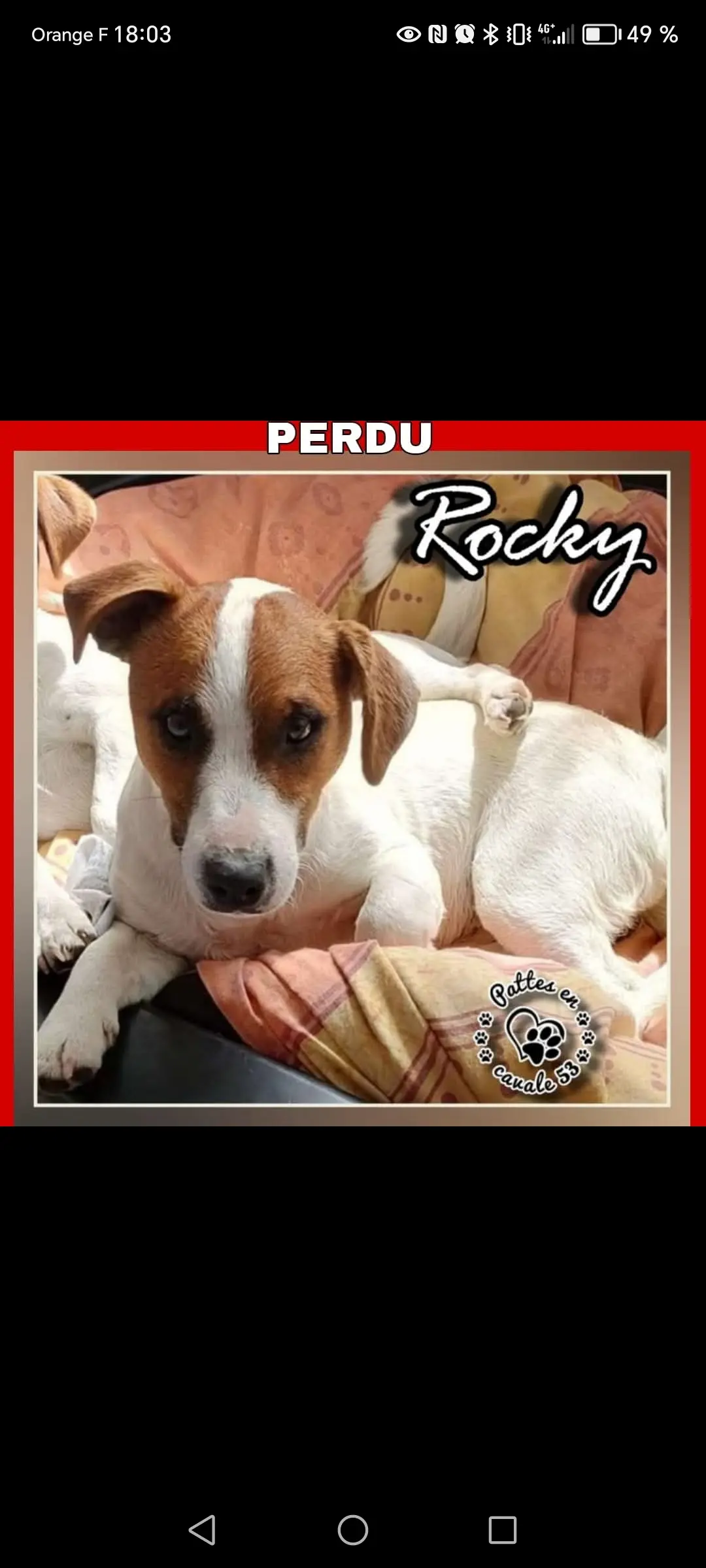 chien lost  Chemin de la Dinais 53500 Saint-Pierre-des-Landes Rocky