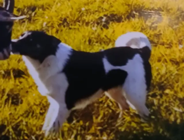 dog lost   56800 Augan Picsou