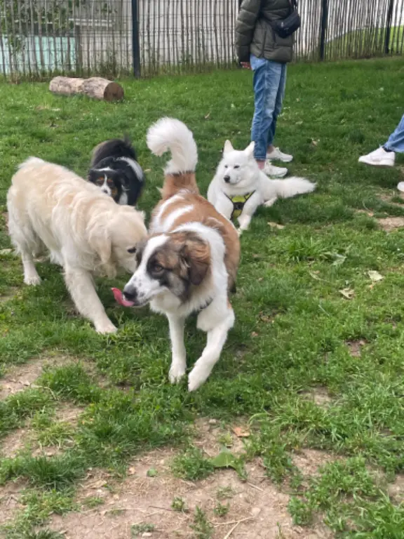 Chien Perdu 57 Moselle - Rocky