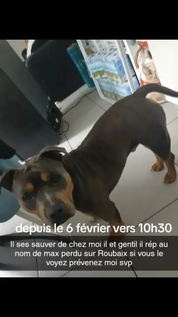 dog lost   59100 Roubaix Max