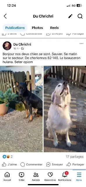 chien lost   62140 Chériennes Opiuon et ulanna