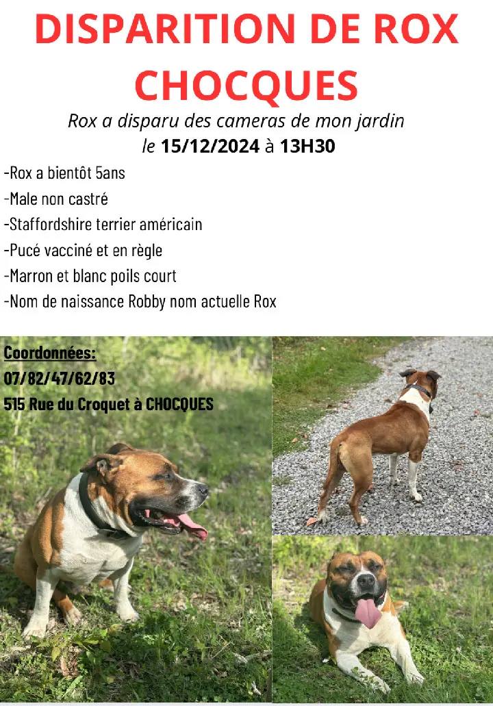 Chien Perdu 62 Pas-de-Calais - Rox