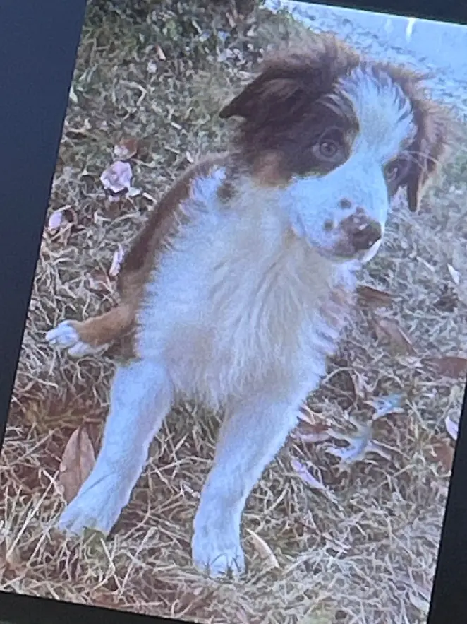 Chien Perdu 63 Puy-de-Dôme Clermont-Ferrand - Vinus-(-ne-connais-pas-son-prénom)