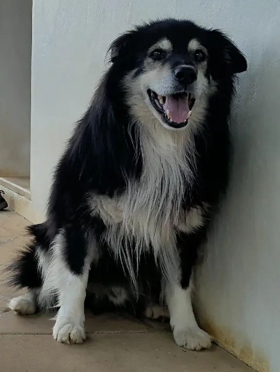 Chien Perdu 64 Pyrénées-Atlantiques - Belxu