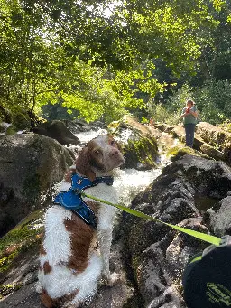 Chien Perdu 64 Pyrénées-Atlantiques - Sam