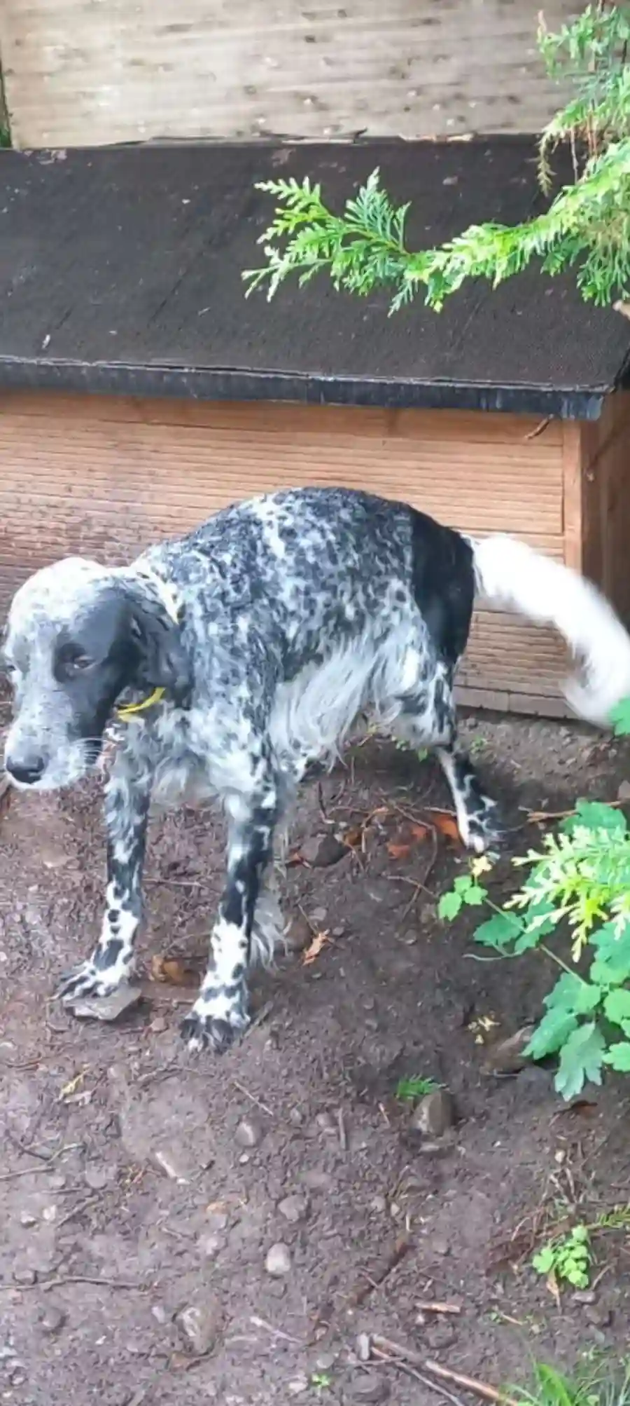 Chien Perdu 64 Pyrénées-Atlantiques - Urco