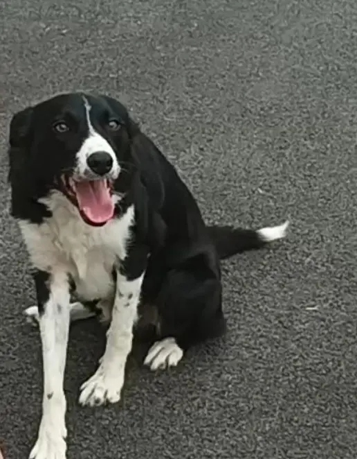 Chien Perdu 64 Pyrénées-Atlantiques