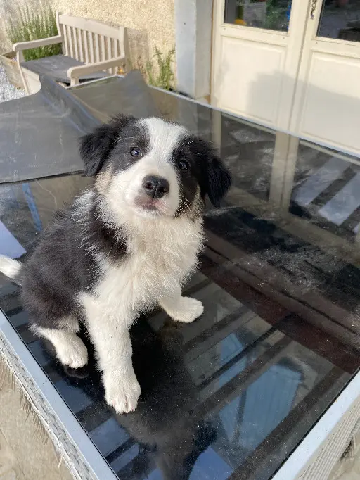 Chien Perdu 64 Pyrénées-Atlantiques