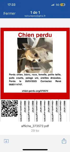 chien lost   69530 Brignais Lilo