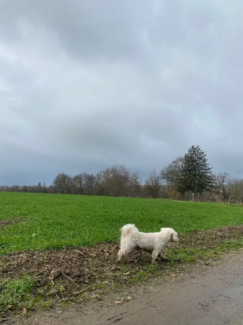 chien lost   69620 Légny Maiko