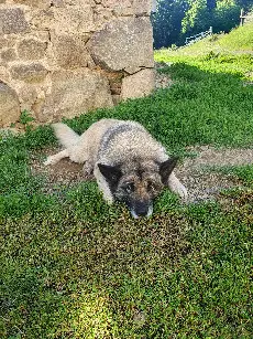 Chien Perdu 69 Rhône - Malko