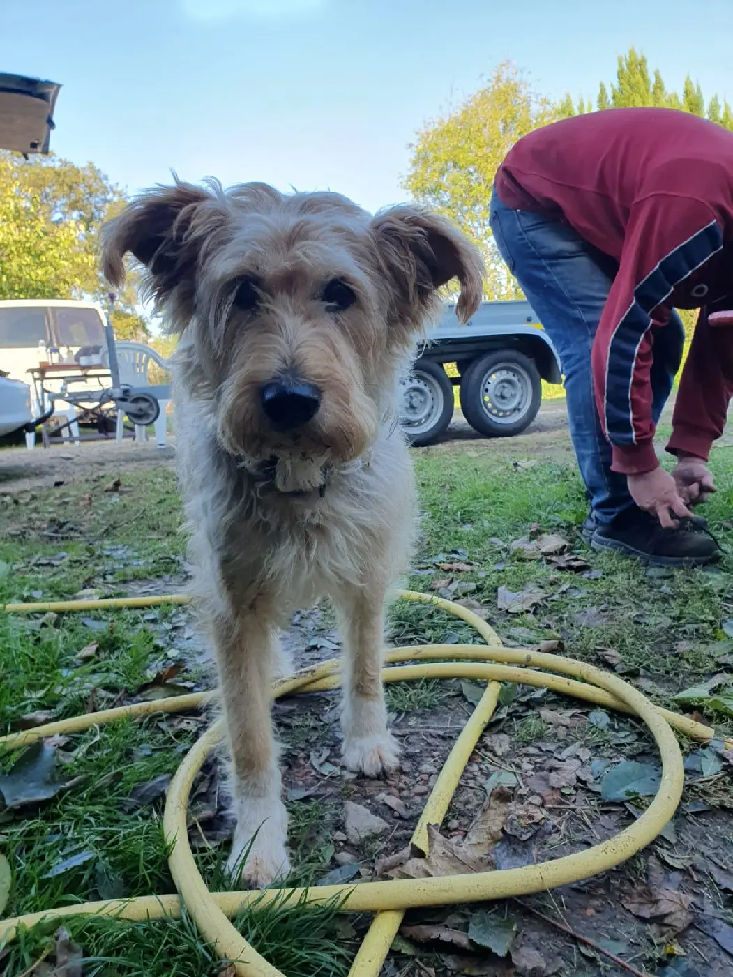 Chien Perdu 71 Saône-et-Loire - Koga