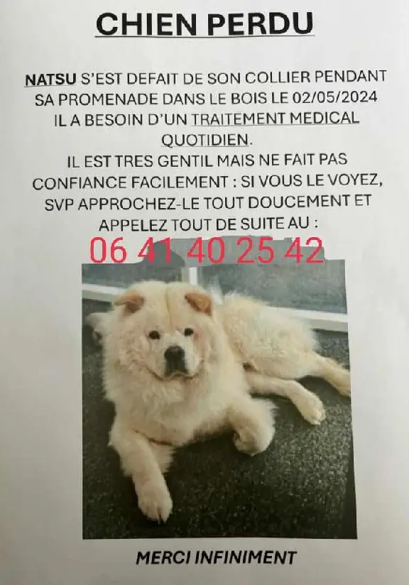 Chien Perdu 75C Paris - Natsu