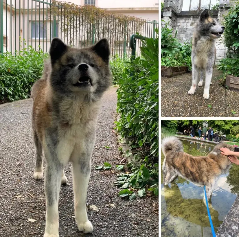 Chien Perdu 76 Seine-Maritime Rouen - Shun