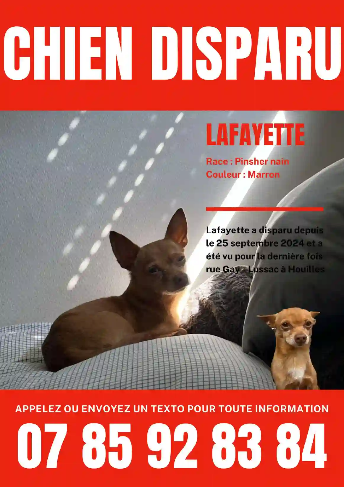 Chien Perdu 78 Yvelines - Lafayette