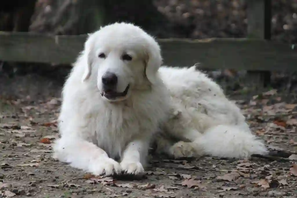 Chien Perdu 78 Yvelines - Mosé