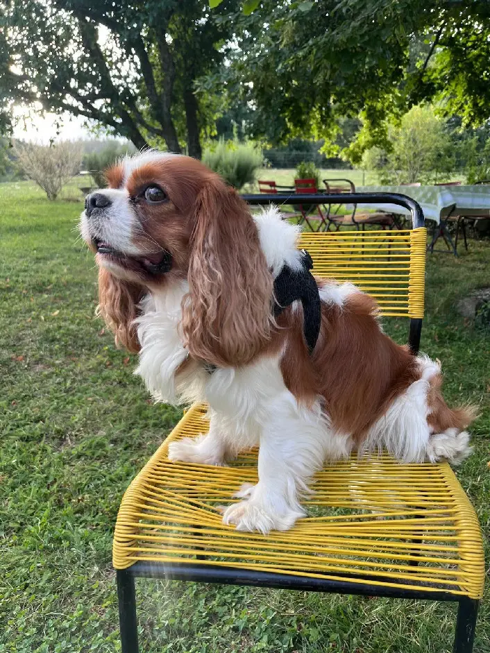 Chien Perdu 78 Yvelines - Riou