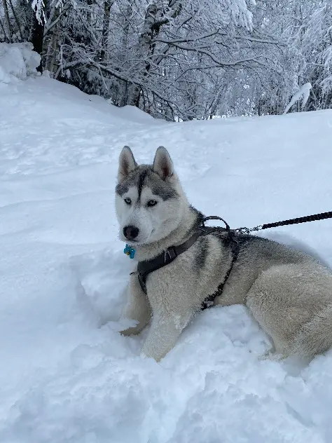 chien lost  Route du Chêne Godon 78270 Notre-Dame-de-la-Mer Snow 