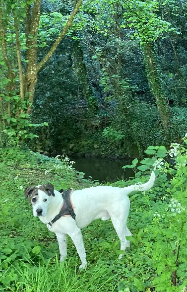 Chien Perdu 85 Vendée