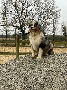 Chien Perdu 86 Vienne - Ulis