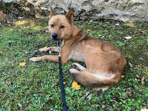 Chien Perdu 87 Haute-Vienne - Hwangdol