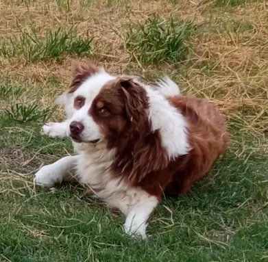 Chien Trouvé 30 Gard