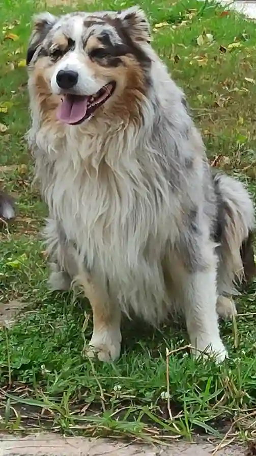 Chien Trouvé 33 Gironde - Mabrouk