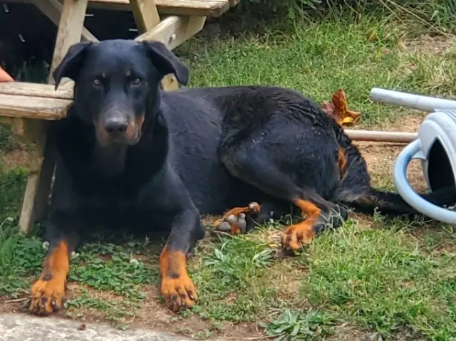 chien reunited   47480 Pont-du-Casse Paco